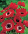 Anemone HOLLANDIA